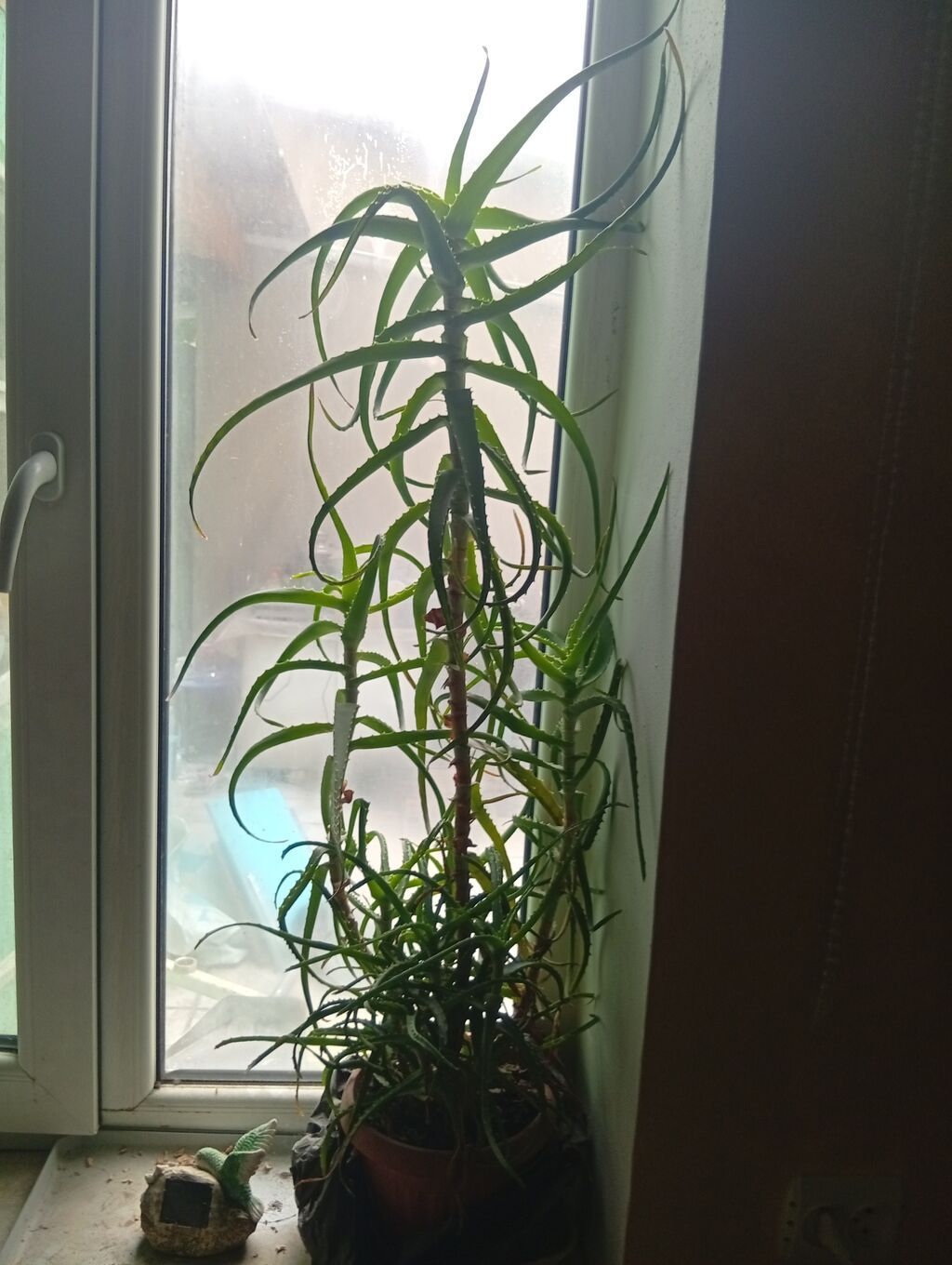 Алое (Aloe) в горшке — взрослые крупные экземпляры. Описание: -: фото 4