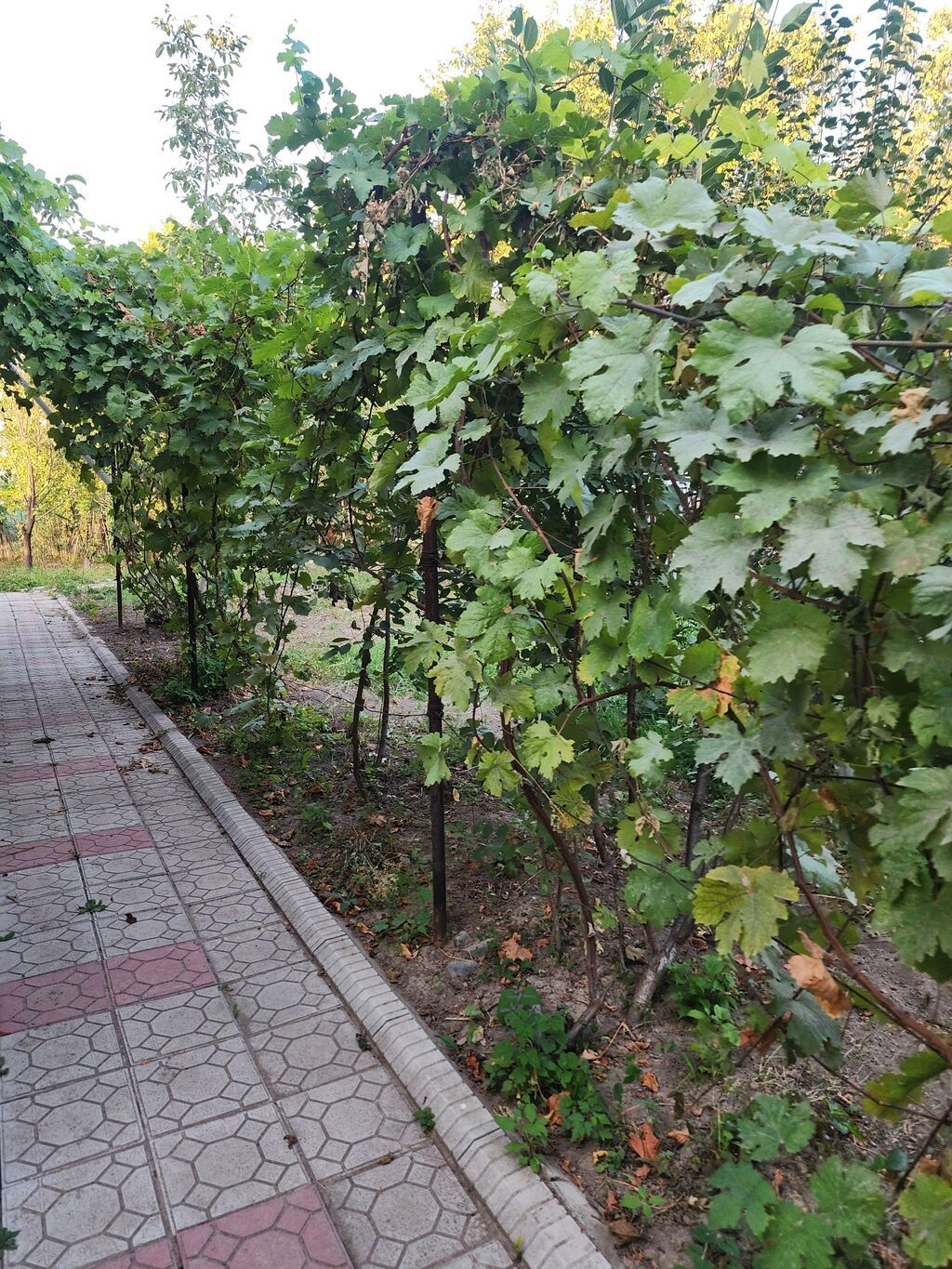 Сдается дом на даче в районе Күнтуу: фото 2