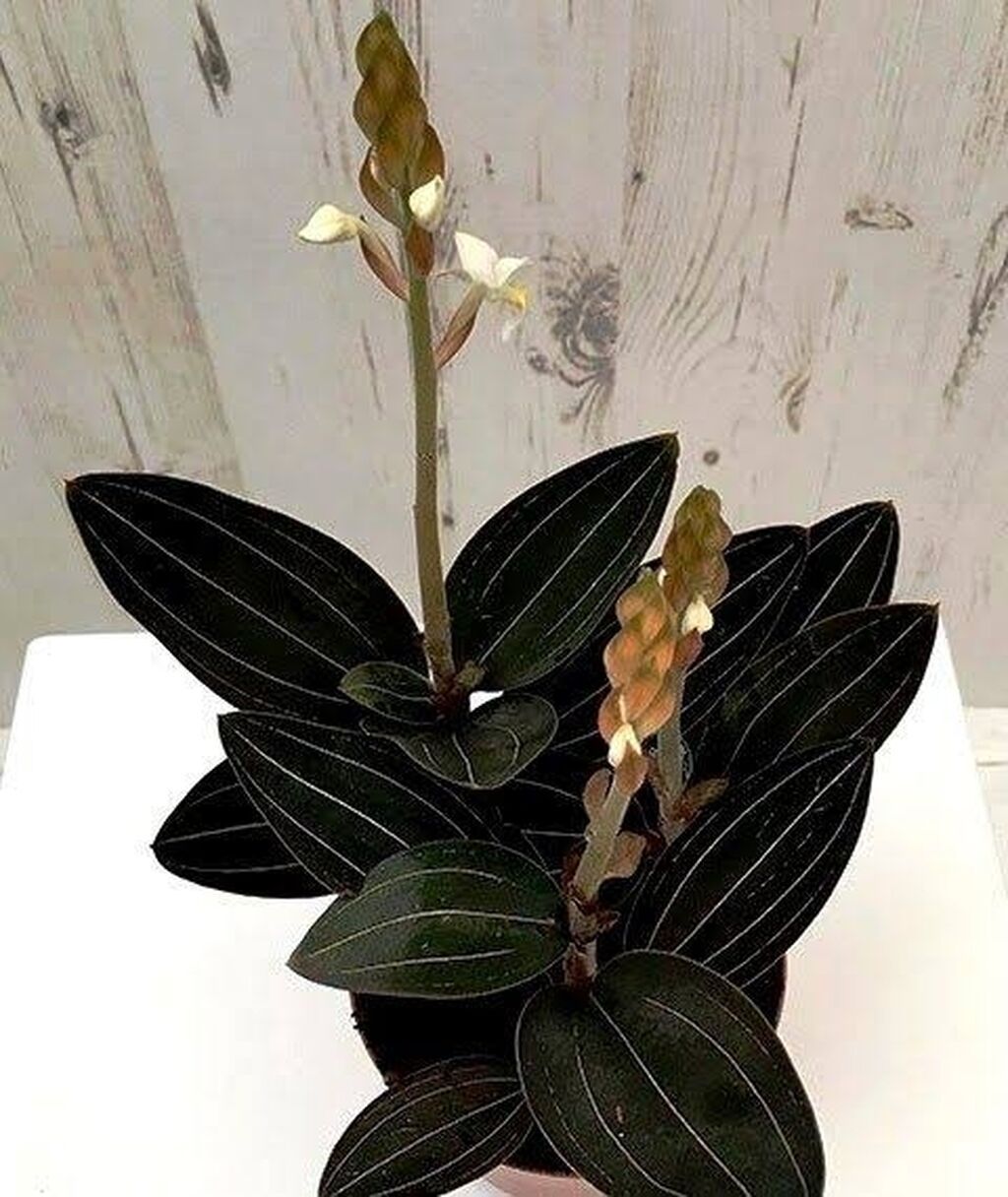 Орхидея-«драгоценник» (Ludisia discolor, jewel orchid) - Эффектная — фото 2