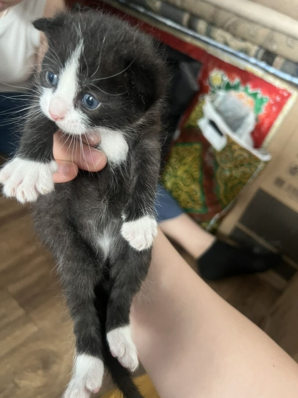 Котята от домашней кошки - Описание: пушистые малыши с голубыми: фото 1