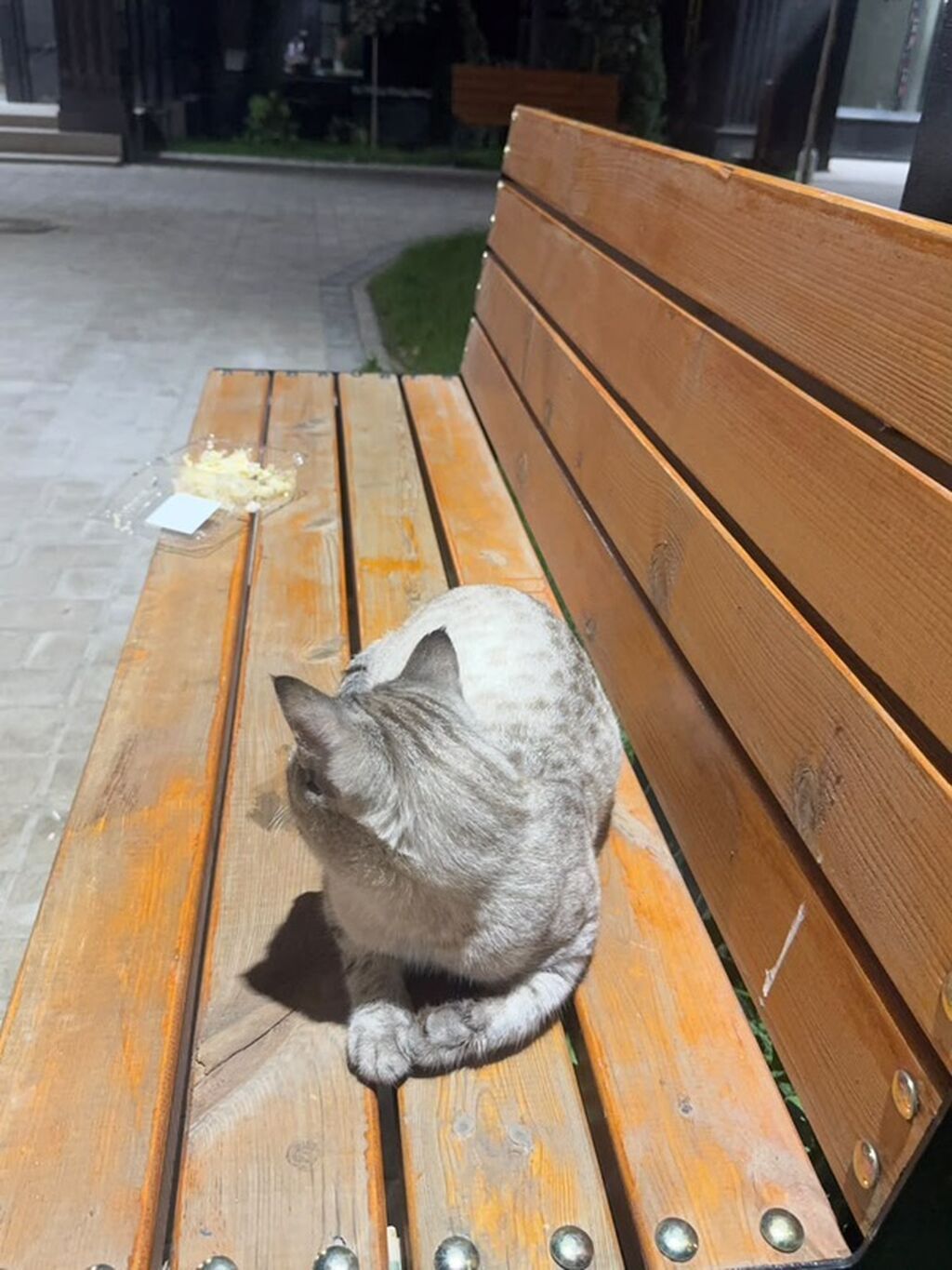 Кошка породы тайская/сиамского типа (окрас линкс-пойнт, голубые: фото 2