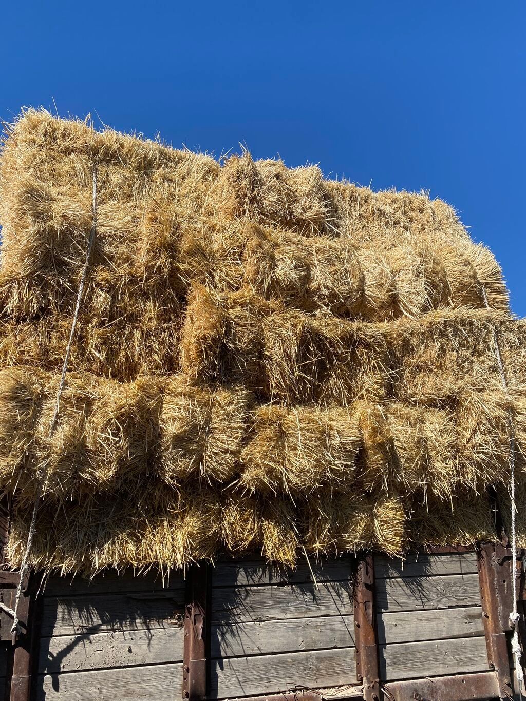 Арпа саман тюк сатылат с | 100 KGS | Корма для с/х животных Бишкек ᐈ ...
