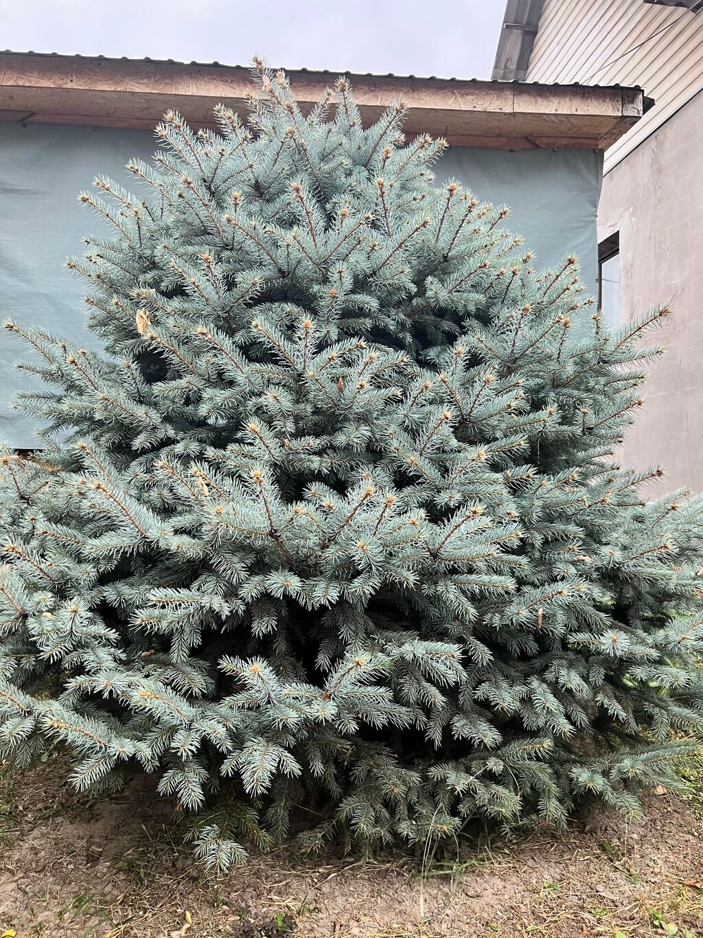 Голубая ель срочно: фото 3