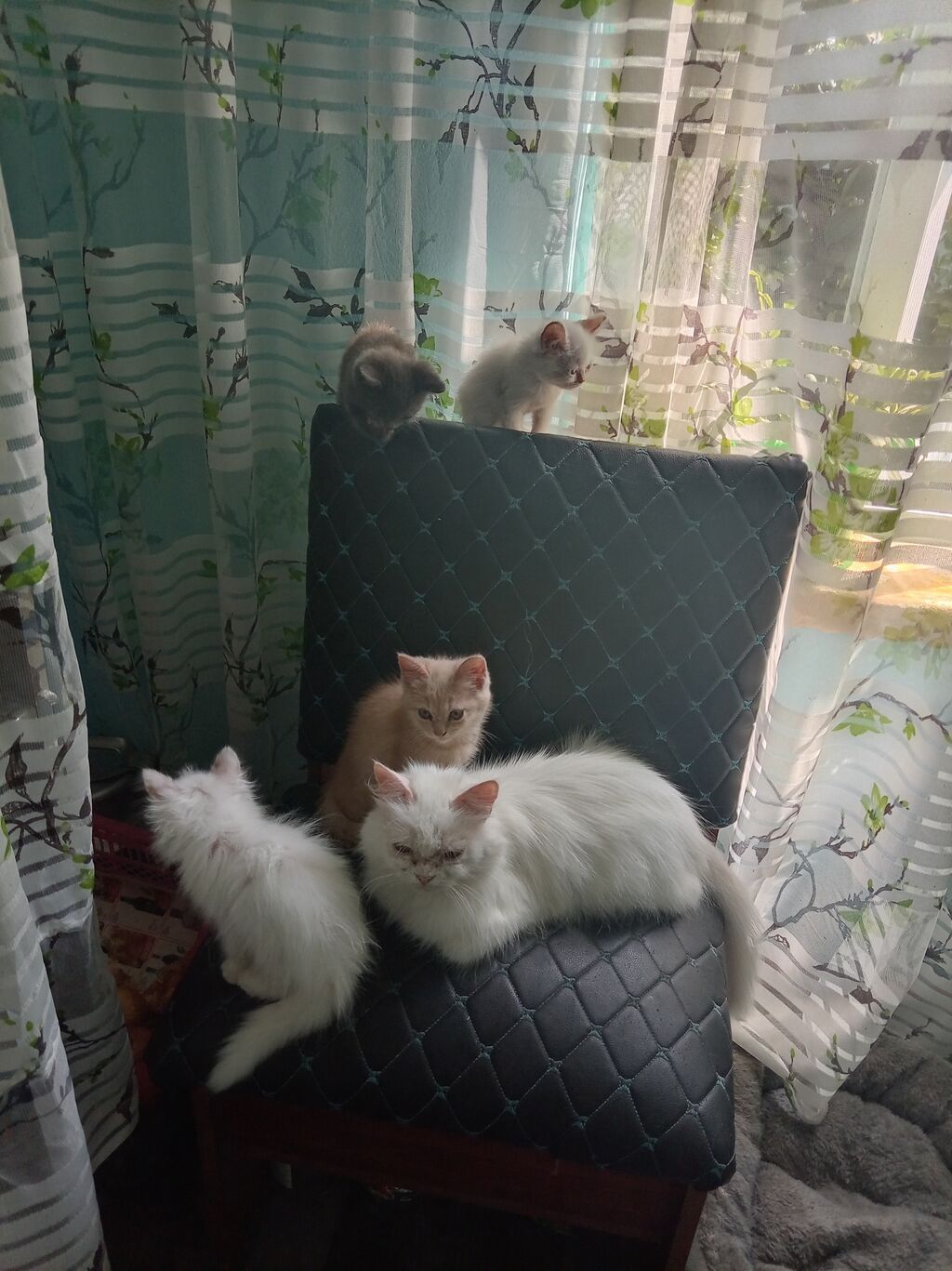 Скотиш Страйт (Шотландская прямоухая), 2 месяца, Девочка, Белый: фото 2