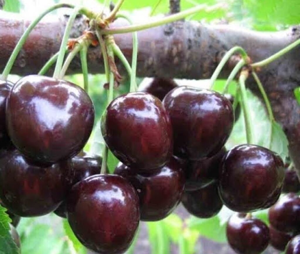 Черешня Оптом, В розницу, Самовывоз, Платная доставка — фото 2