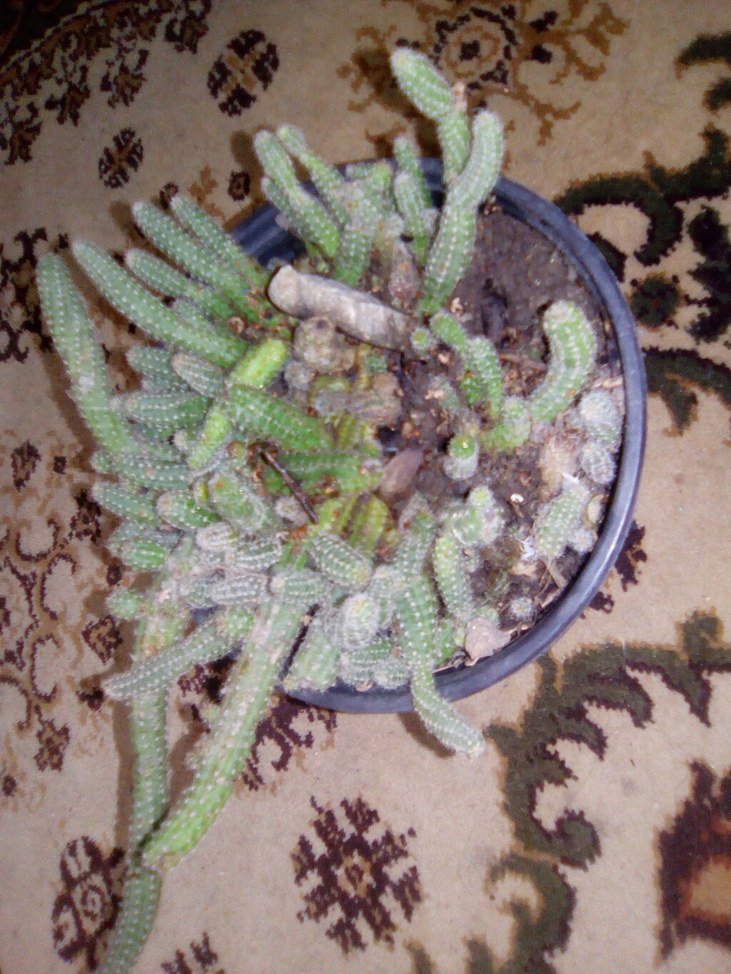 Palme: Kaktusi