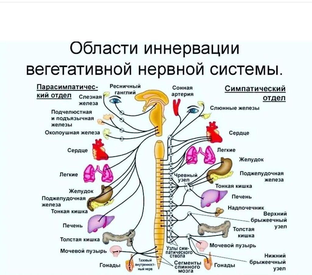 Нервные центры симпатического отдела