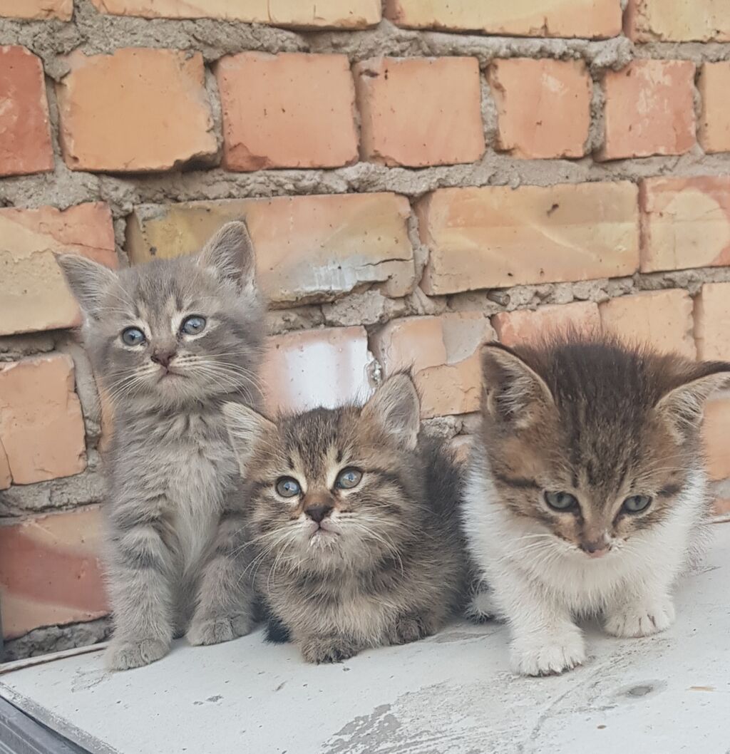 Отдам в добрые руки!: фото 3