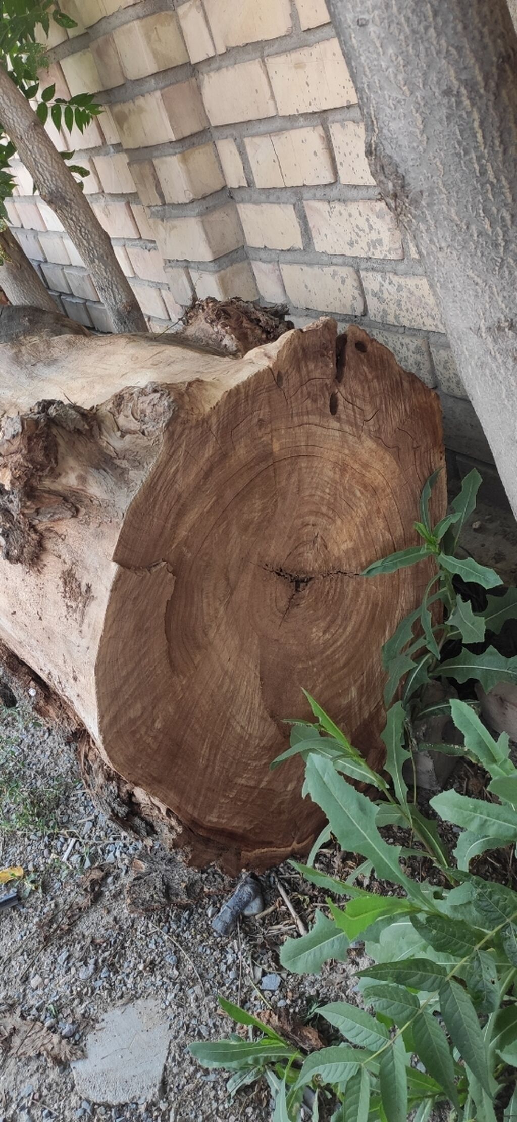 Продаю кара жыгач, 3 ствола, диаметр- | Договорная | Уголь и дрова ...