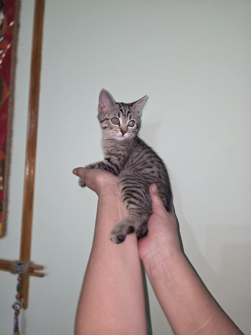 Скотиш Страйт (Шотландская прямоухая), 3 месяца, Девочка, Серый, С прививками: фото 4
