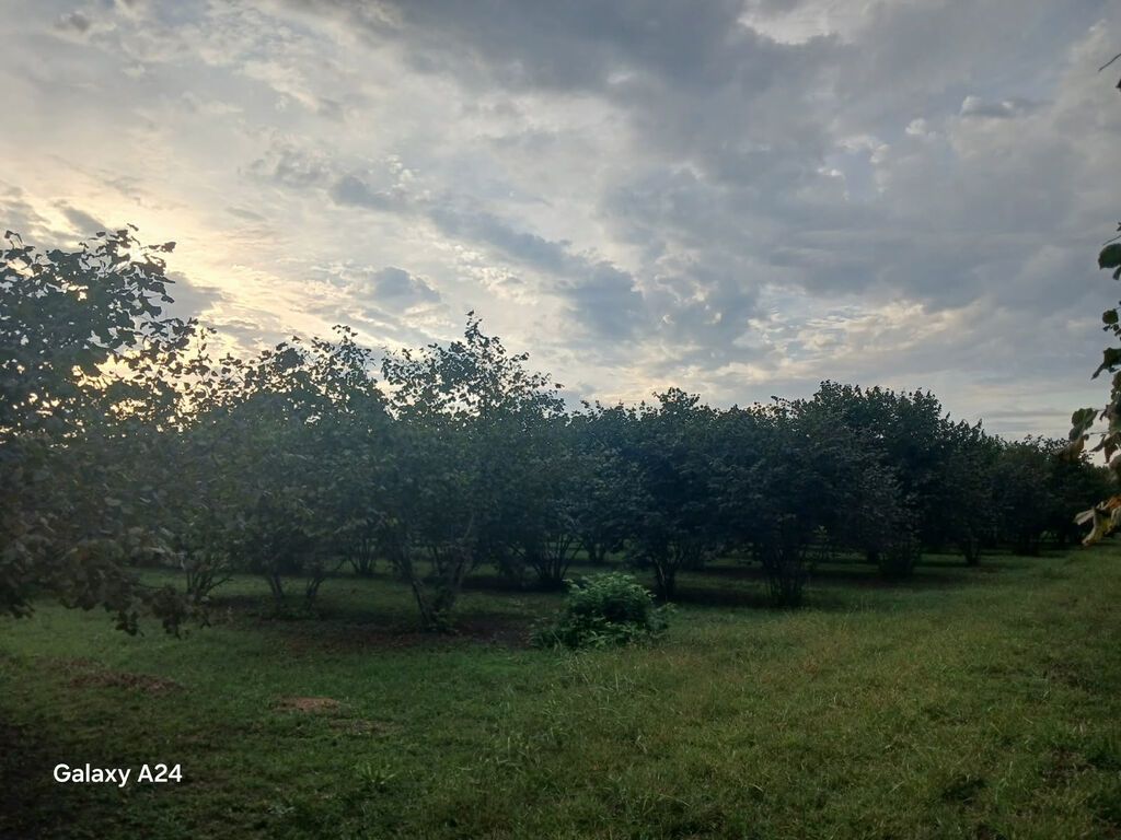 ZAQATALA LAHIC kəndi, magistral yolun yaxınlıqında yerləşənəlverişli