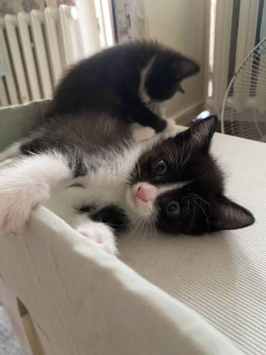 Котята Тайские,черно белые приучены к лотку кушают детский корм: фото 3