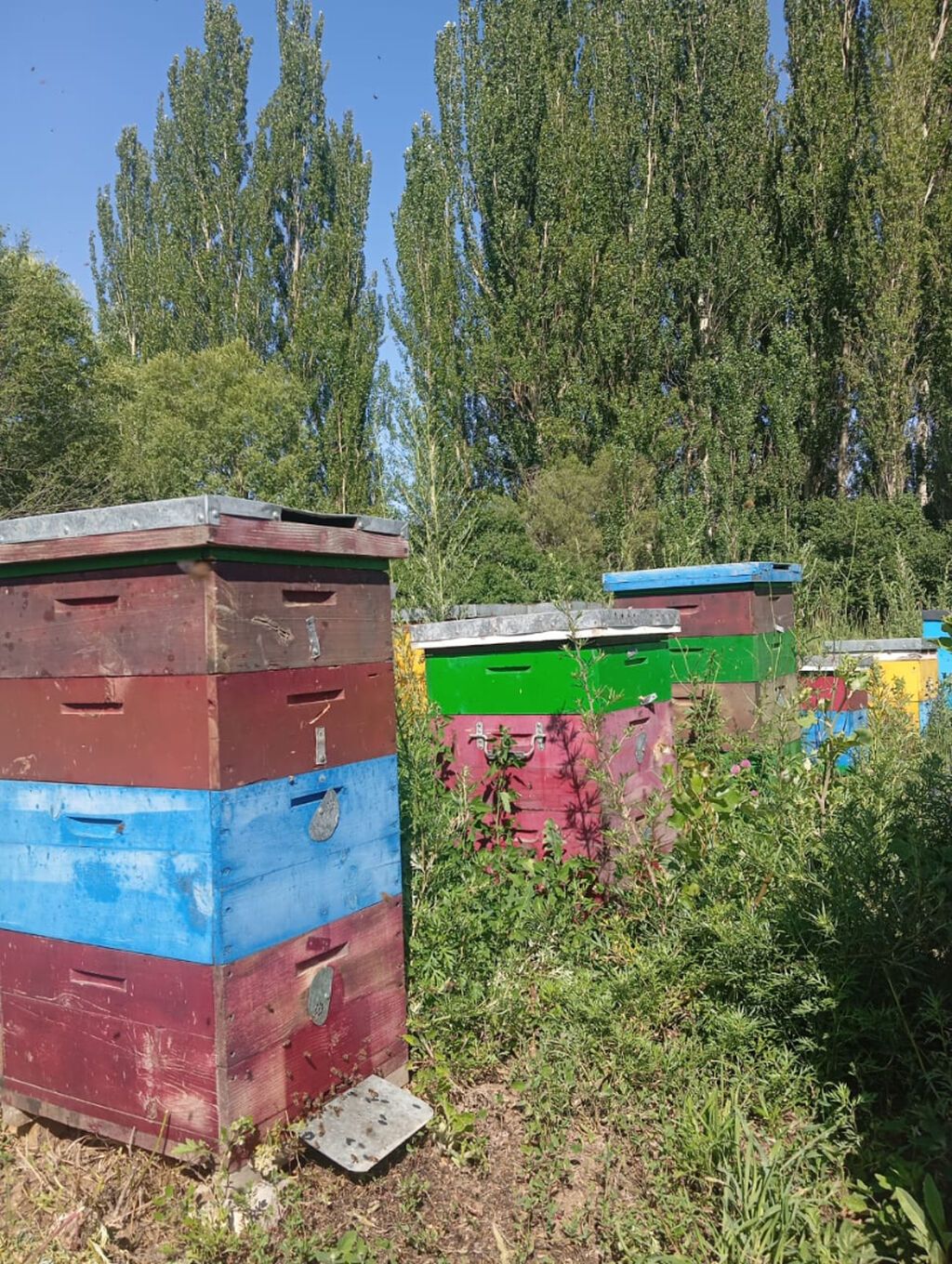 Улики с пчёлами - Пчелиные семьи в многокорпусных деревянных ульях: фото 4
