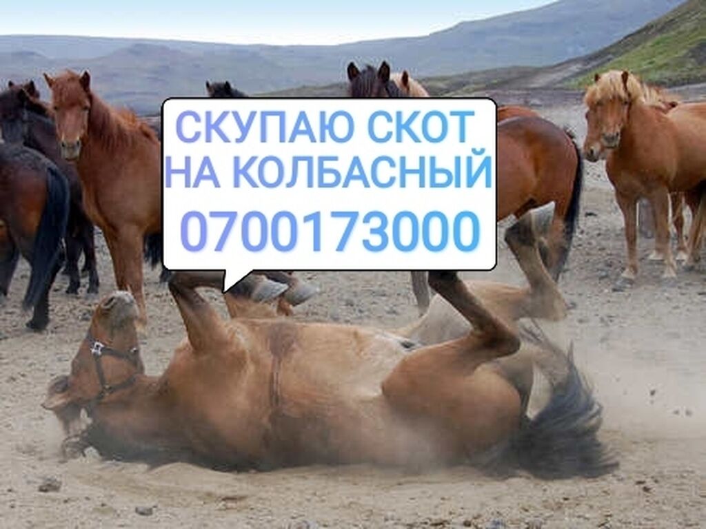 Оптовый скупщик скота 6 букв кроссворд. Репутация скупщика таблица. Скупаю скот. Оптовый скупщик скота 6 букв кроссворд. Река завывания в сканворде.