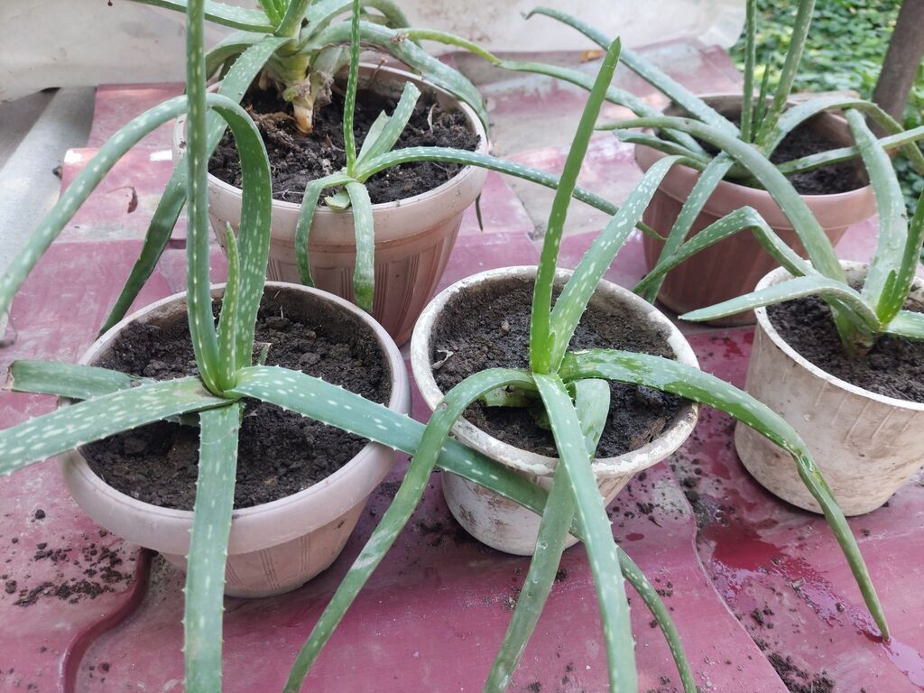 Продаю алой ВЕРА: фото 2