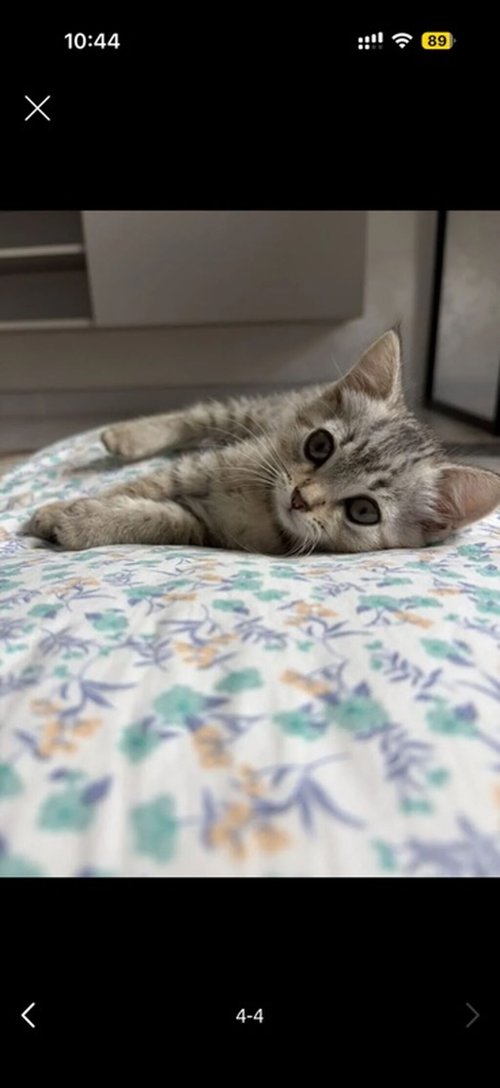 Срочно отдам котёнка по имени Юки. Ей 3мес. Девочка. Привитая и: фото 2
