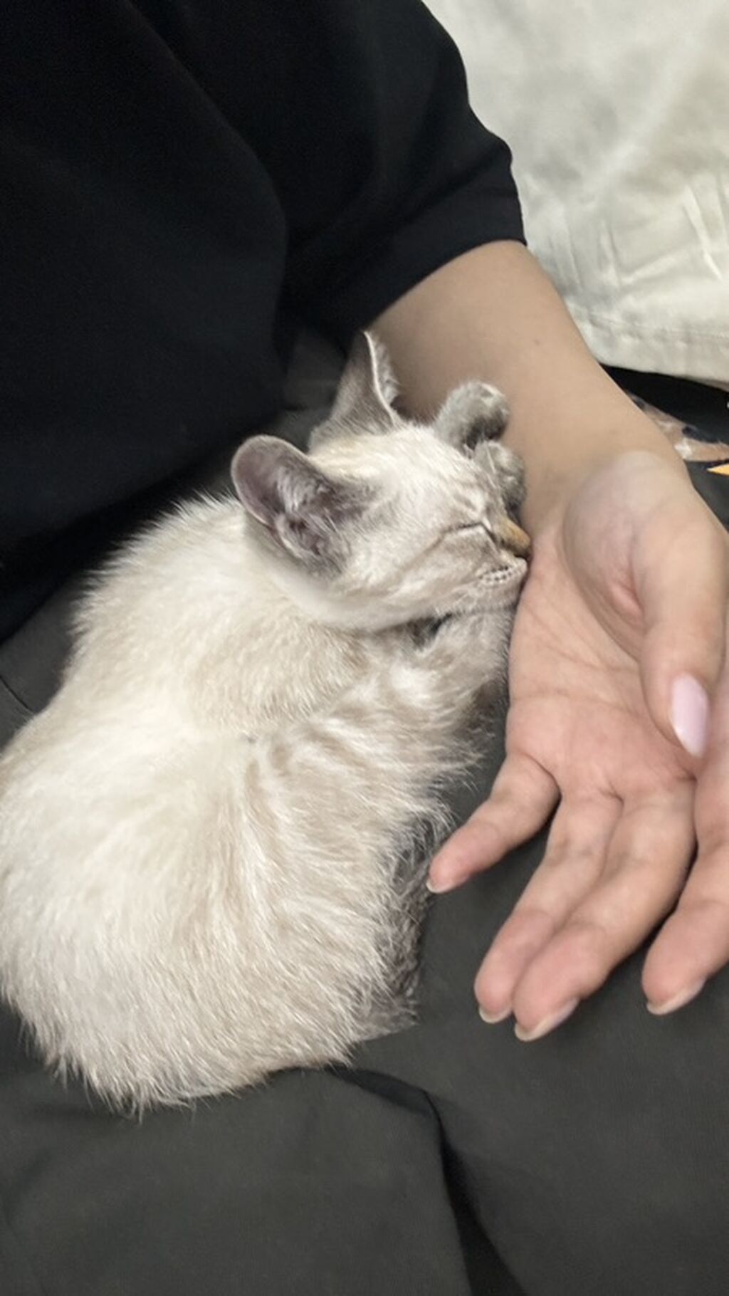 Котёнок 2 месяца ищет дом! Отдам с полным набором для жизни: фото 4