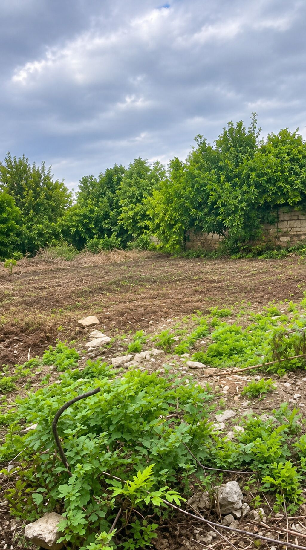 9 sot, Tikinti, Mülkiyyətçi, Kupça (Çıxarış)