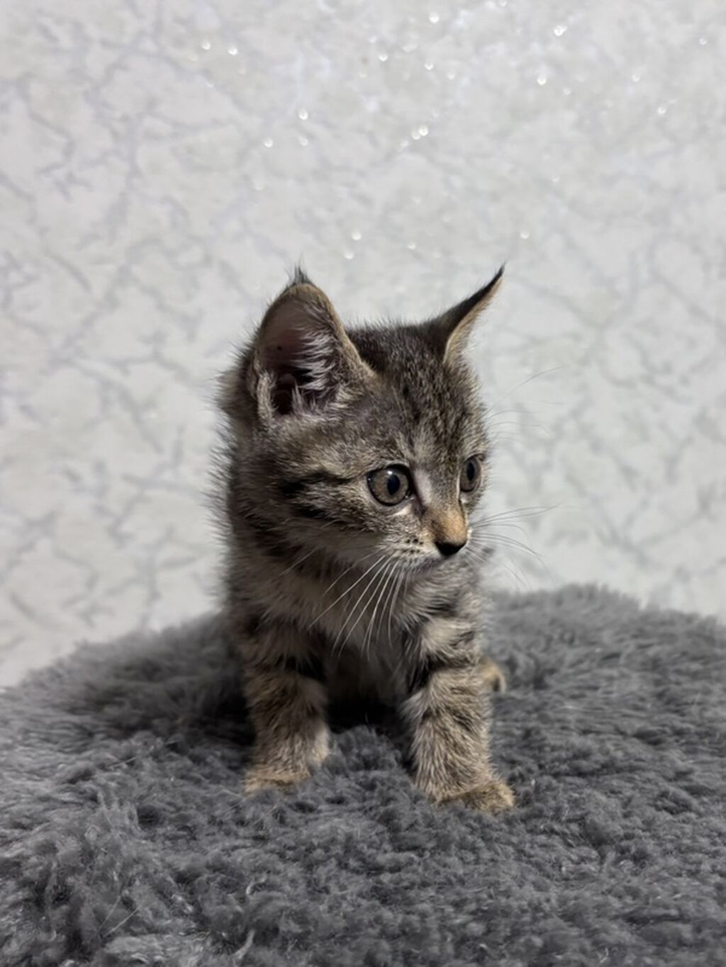 Бесплатно, Бишкек! Котёнок, мальчик, возраст — 1 месяц. Окрас: фото 2