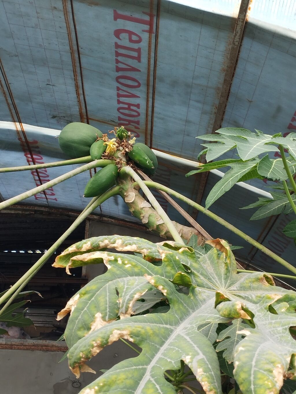 Папайя (Carica papaya) в горшках — саженцы для теплицы или зимнего: фото 5