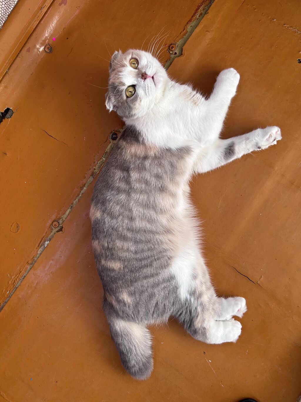 Продается кошка вислоухая девочка, трехцветная!: Договорная ᐈ Коты | Бишкек  | 67481484 ➤ lalafo.kg