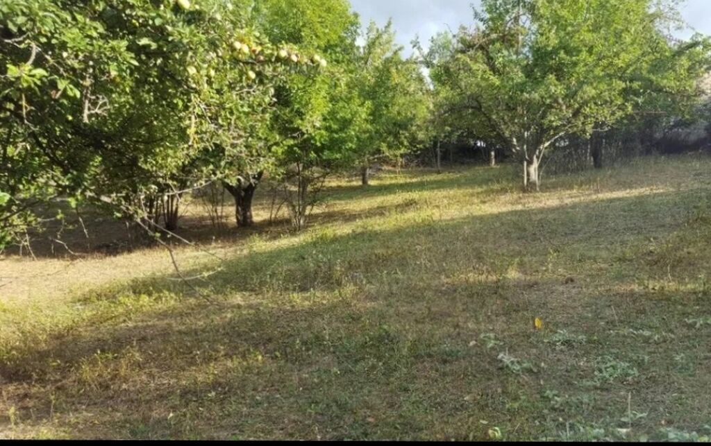 6 sot, Tikinti, Mülkiyyətçi, Kupça (Çıxarış)