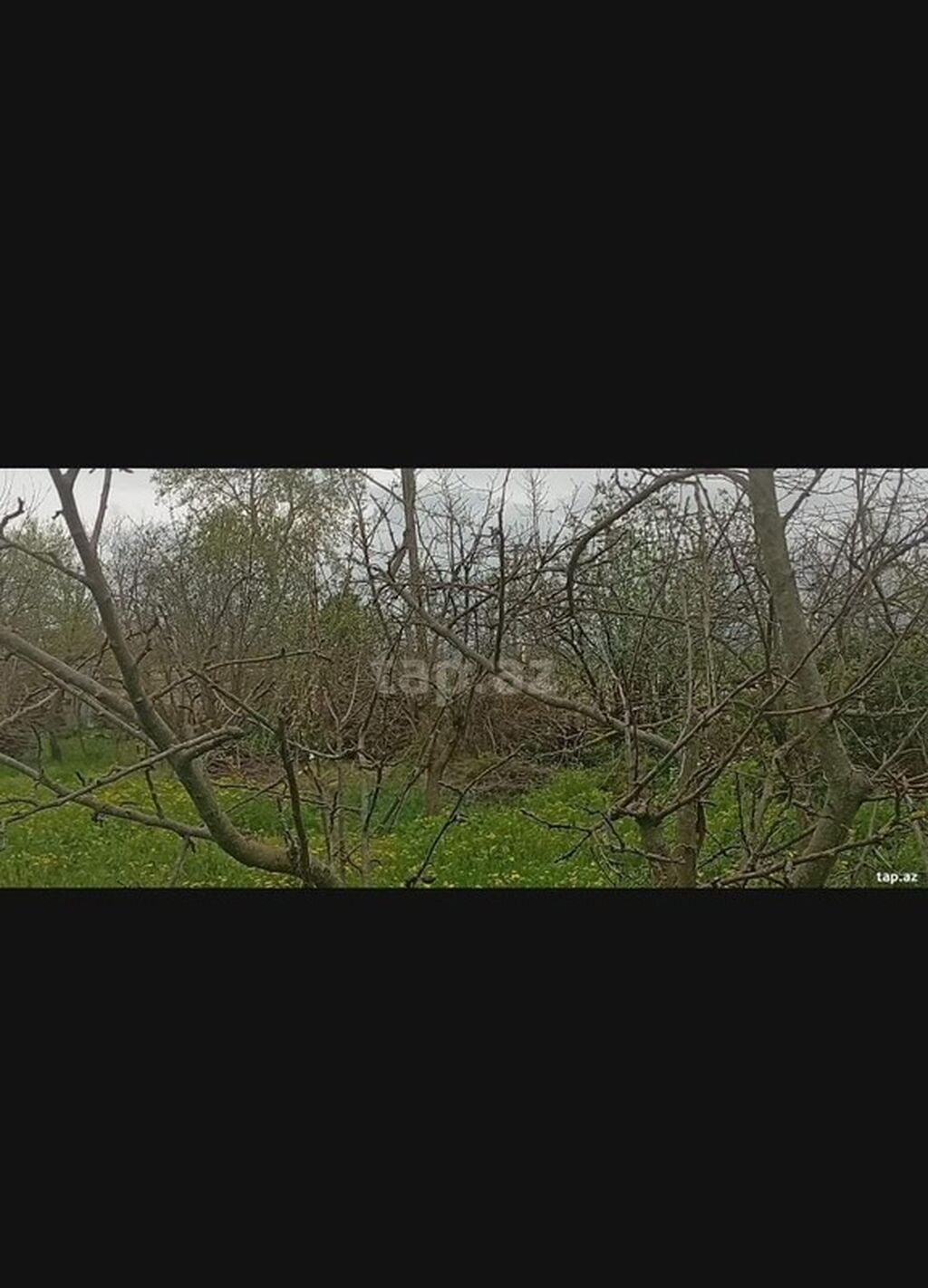 Kənd təsərrüfatı, Makler, Kupça (Çıxarış)