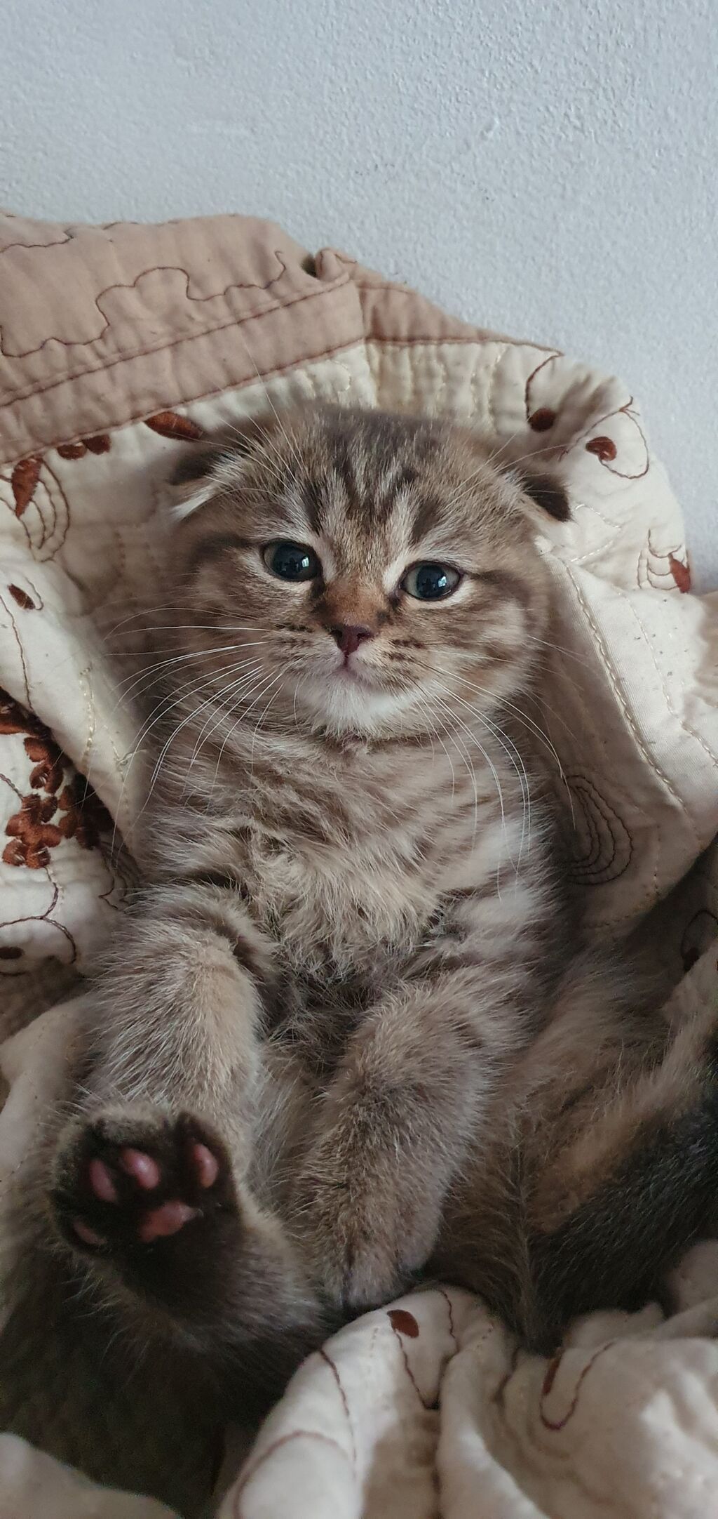 Скотиш Фолд (Шотландская вислоухая), 2 месяца, Девочка, Золотая шиншилла, Метис, Приучена к лотку, Проглистована: фото 3
