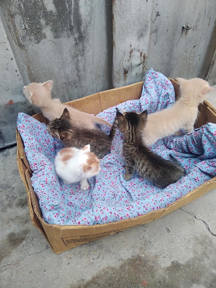 Коты: Подарю котят всех или по одному,кому как угодно. на lalafo.tj Подарю котят всех или по одному,кому как угодно. в Душанбе