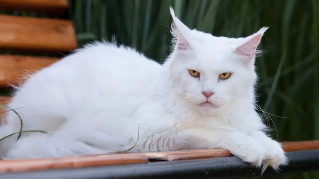 Белый мейкун. Мейн кун белый. Белая кошка Мейн кун. Мейн кун альбинос. Мейн кун белый котенок.