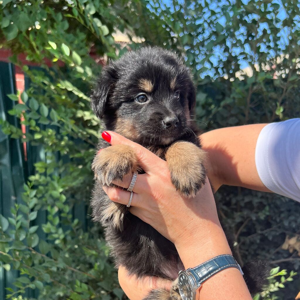 Австралийский хилер (Австралийская пастушья собака) / Australian Cattle Dog - скупкавладимир.рф