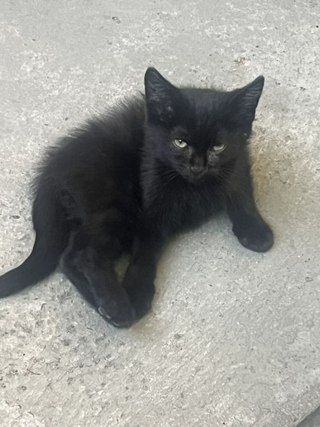 Отдам котят в добрые и заботливые руки! Очаровательные котята: фото 3