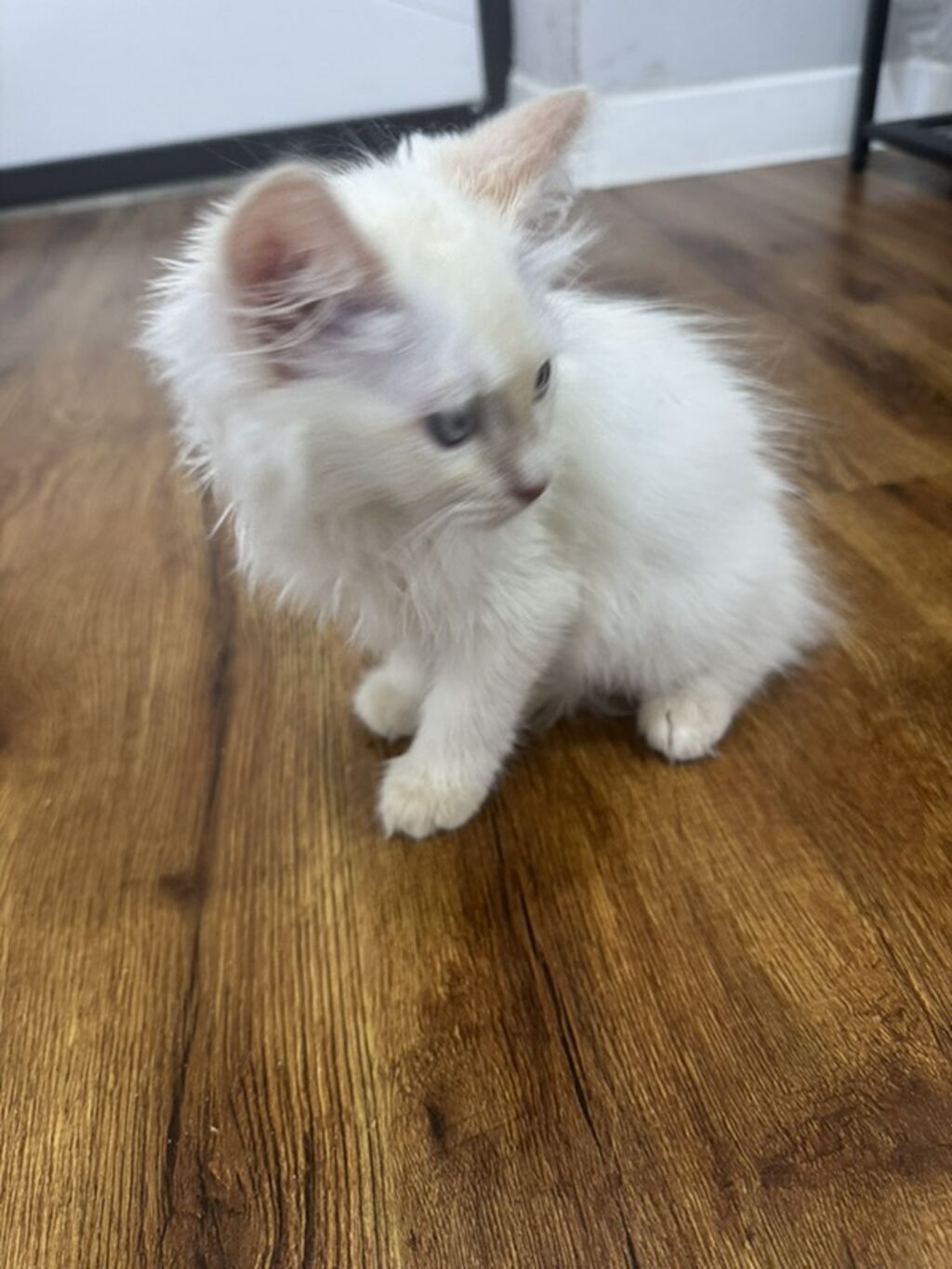 Белоснежный котёнок с голубыми глазами. - Возраст: котёнок: фото 2