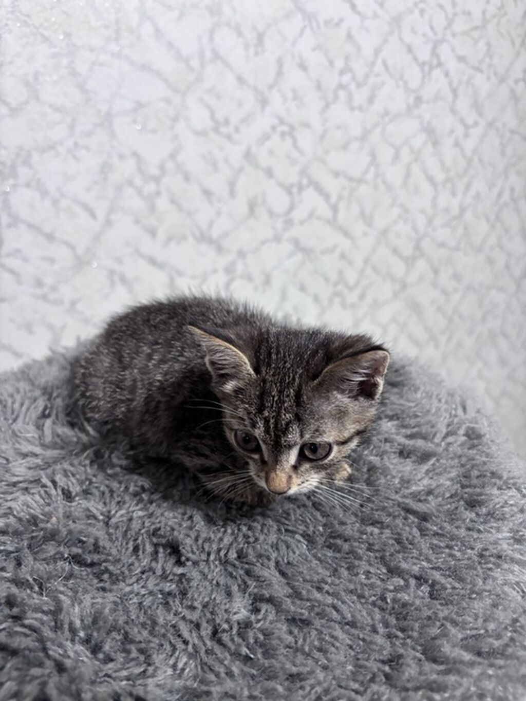 Бесплатно, Бишкек! Котёнок, мальчик, возраст — 1 месяц. Окрас: фото 5