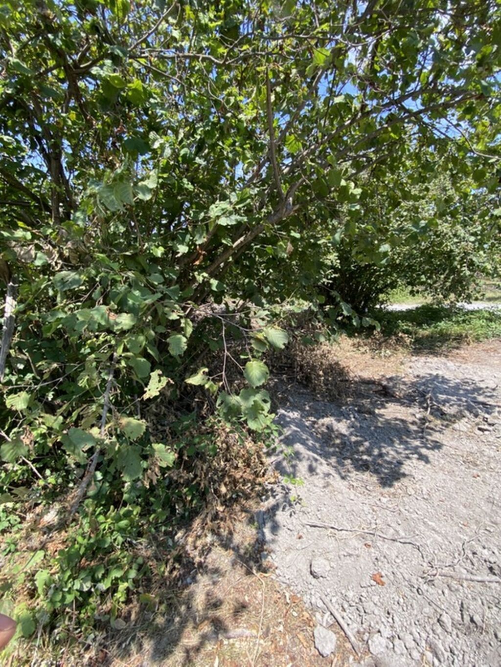 Tikinti