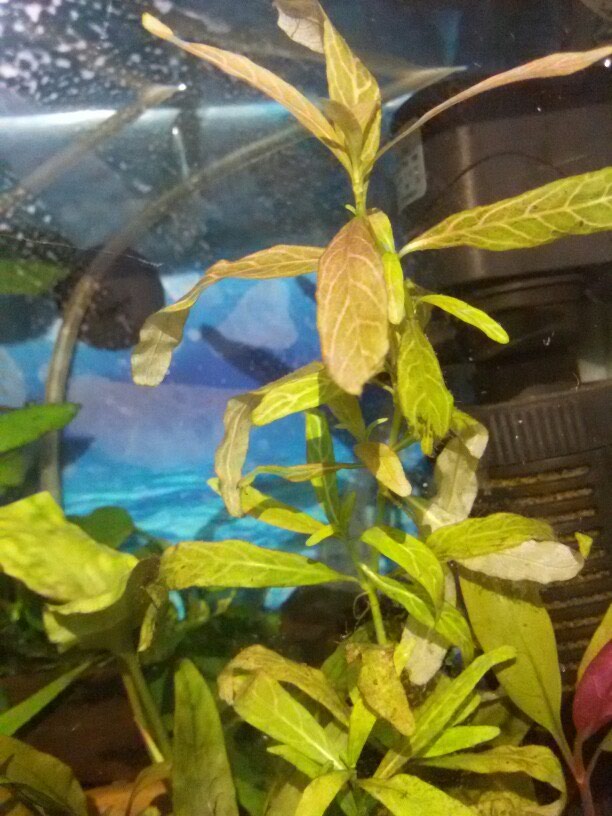Akvarium: Akvarium təbii bitkiləri. - lalafo.az Bakı şəhərində Akvarium təbii bitkiləri.