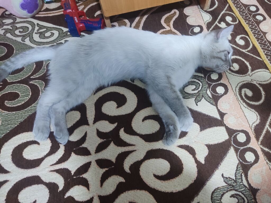 Котёнок с редким окрасом сил-пойнт (серебристо-белое тело, серые: фото 2