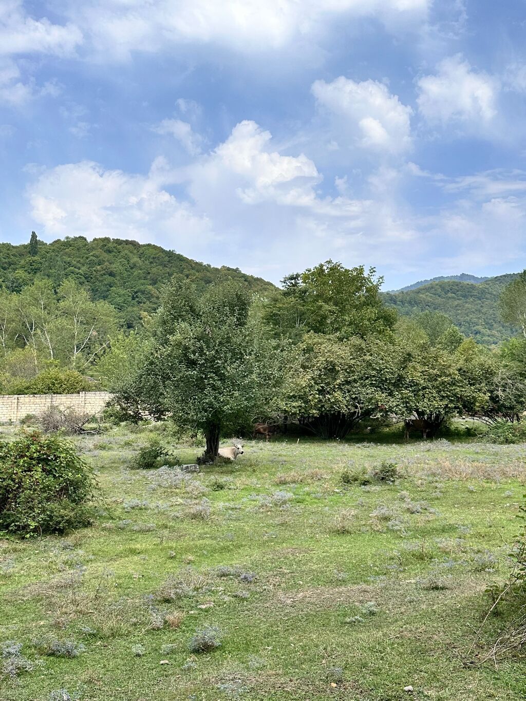 Tikinti