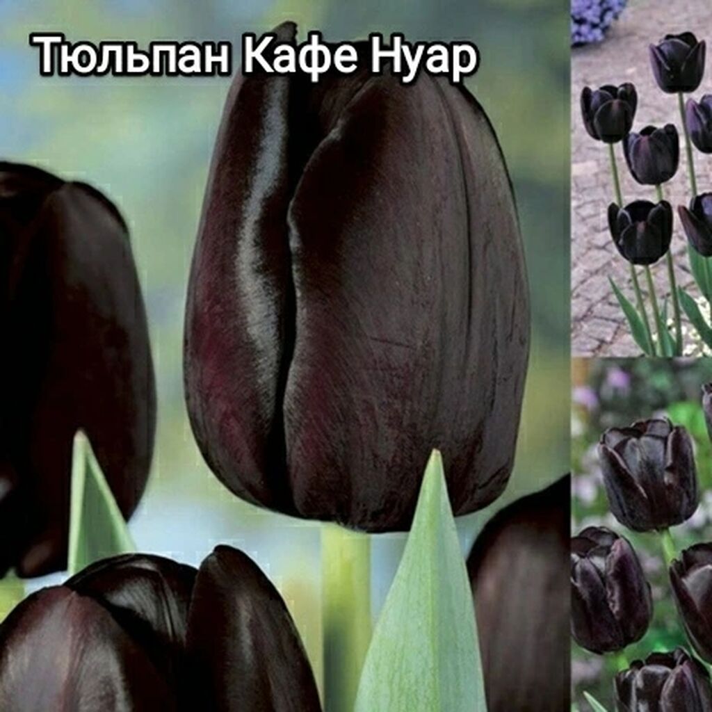 Квин Оф Марвел Тюльпан Фото