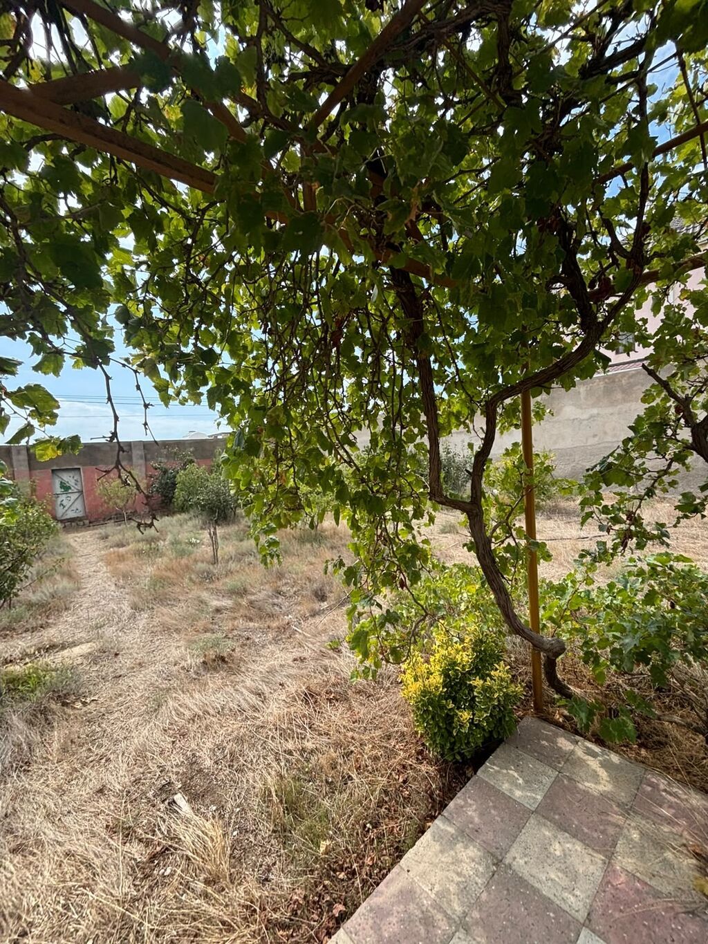 Tikinti