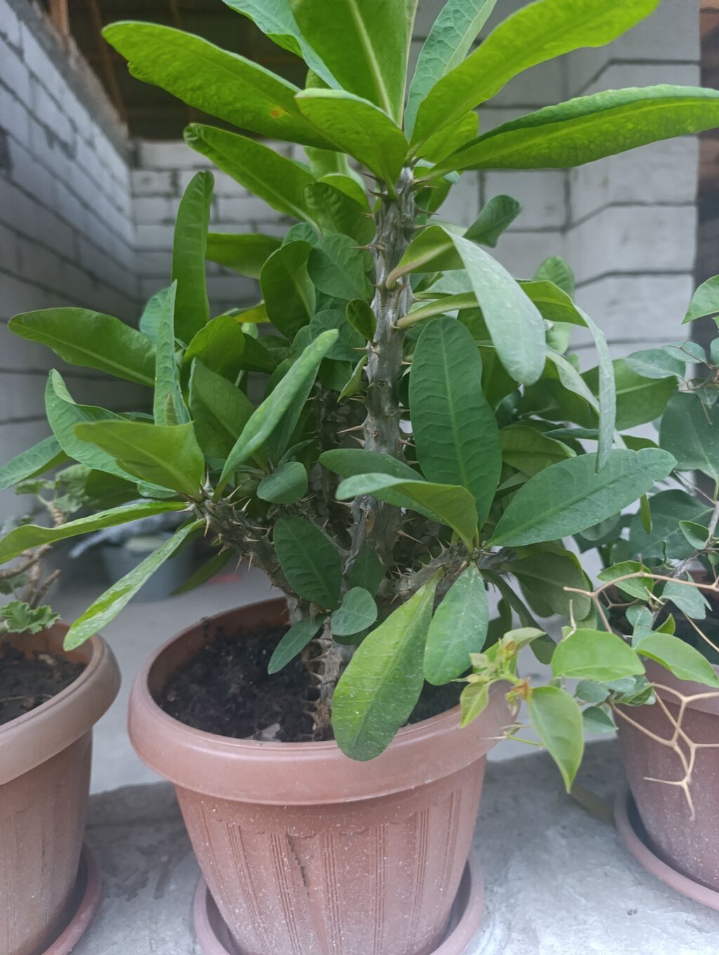 Комнатное растение «Молочай Милла» (Euphorbia milii, «Корона Христа»): фото 4