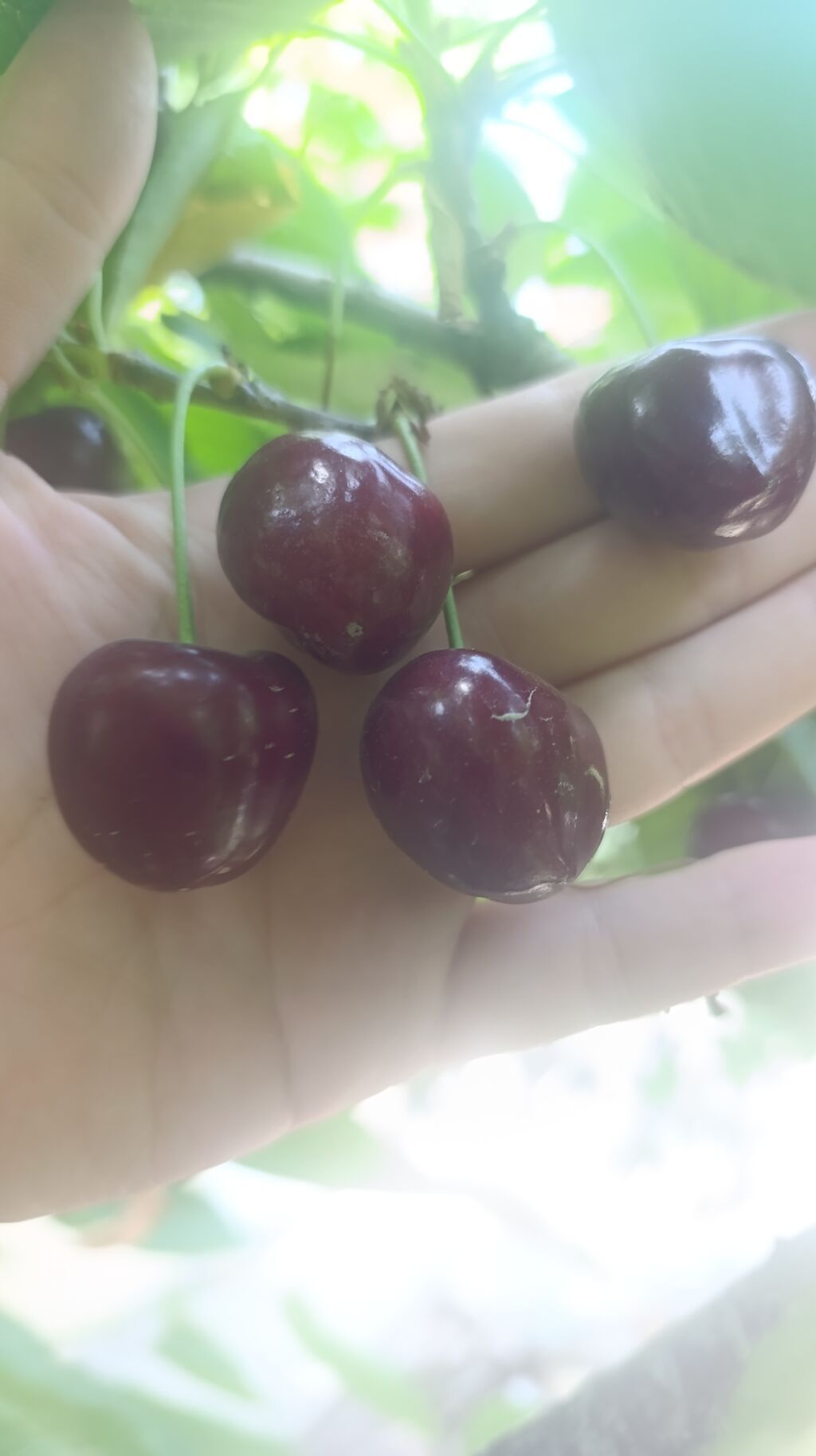 Черешня Оптом, В розницу, Самовывоз, Платная доставка — фото 4