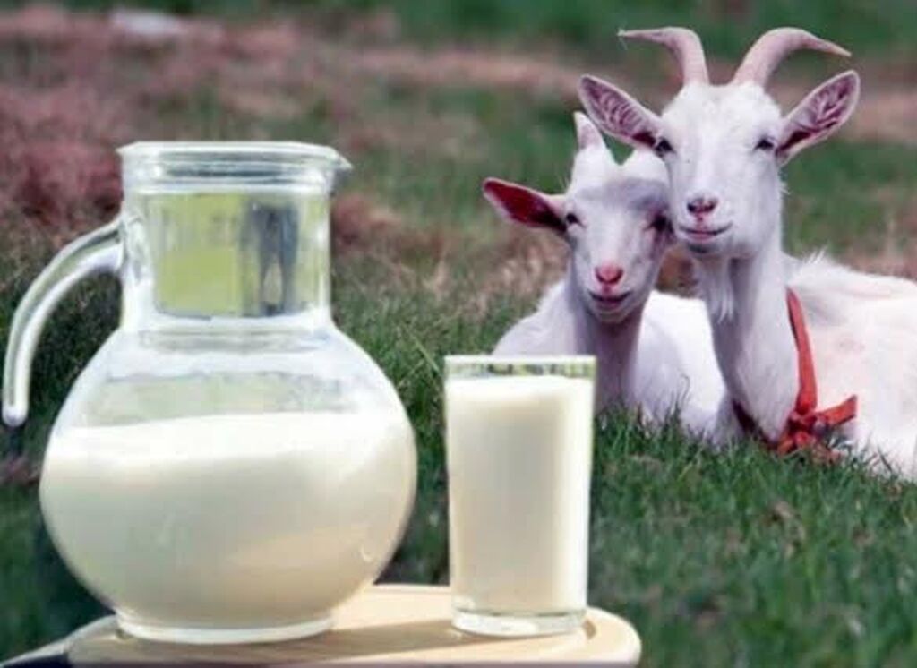 Козье Молоко Цена