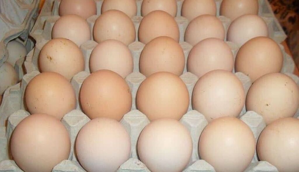 Где купить яйцо бройлера для инкубатора. Инкубационное яйцо Росс 308. Инкубационное яйцо бройлера Росс 308. Бройлер Кобб 500. Яйцо инкубационное венгрияголошейки.