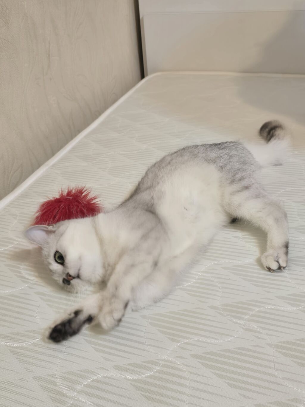 Котенок британский шиншилла (окрас серебристый). 7 мес девочка . - — фото 2