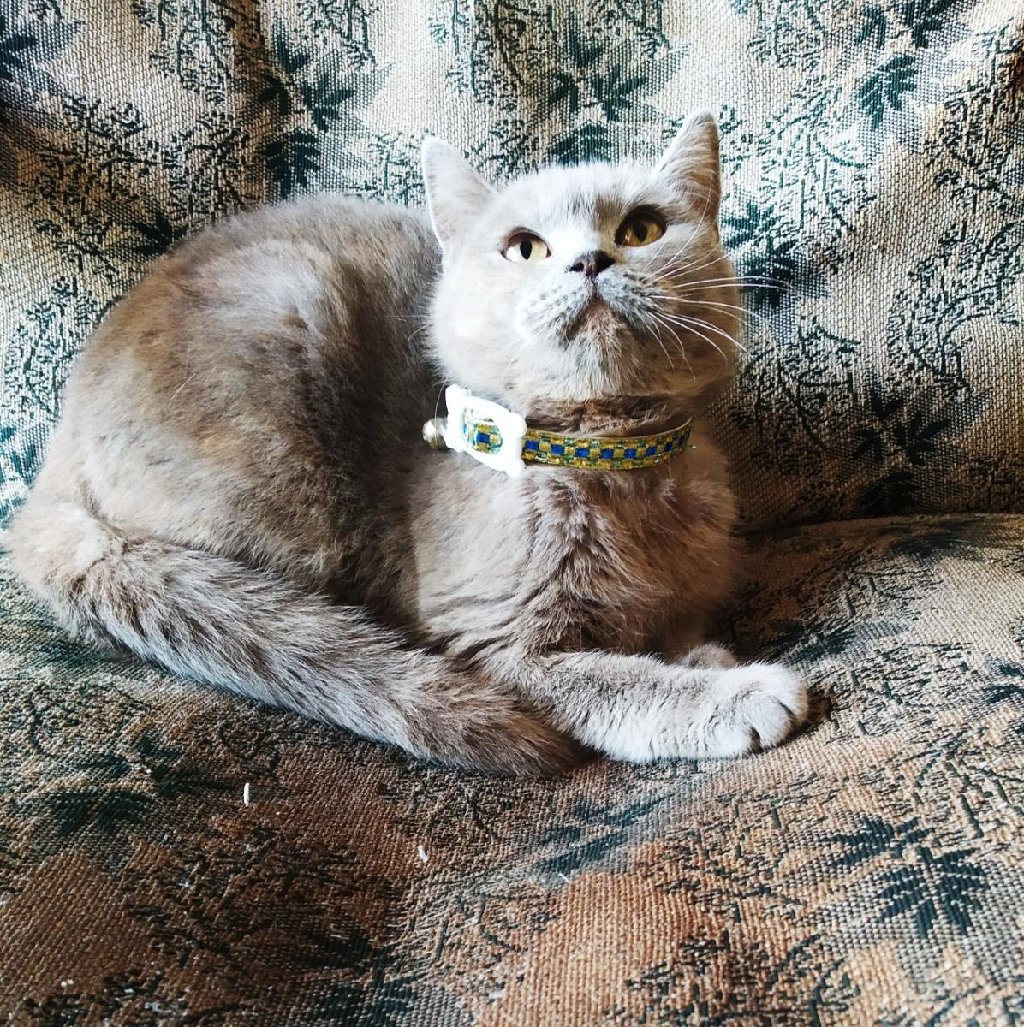 Коты: Британский котёнок девочка лилового окраса на lalafo.az Британский котёнок девочка лилового окраса в Баку