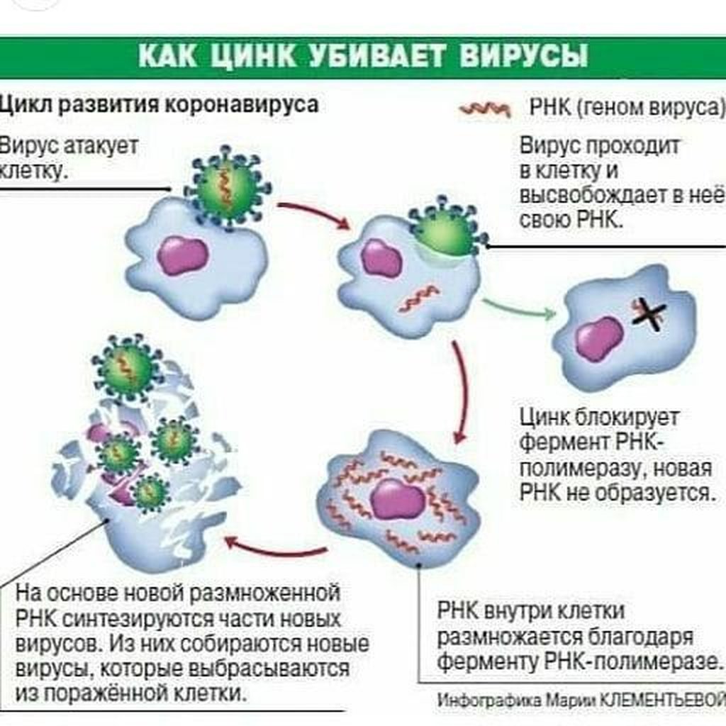 Атакующие клетки. Цикл развития коронавируса. Цинк при коронавирусе. Клетки которые убивают вирусы. Защита организма от вирусов.