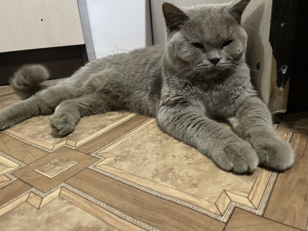 Скотиш Страйт (Шотландская прямоухая), 6 месяцев, Девочка: фото 4