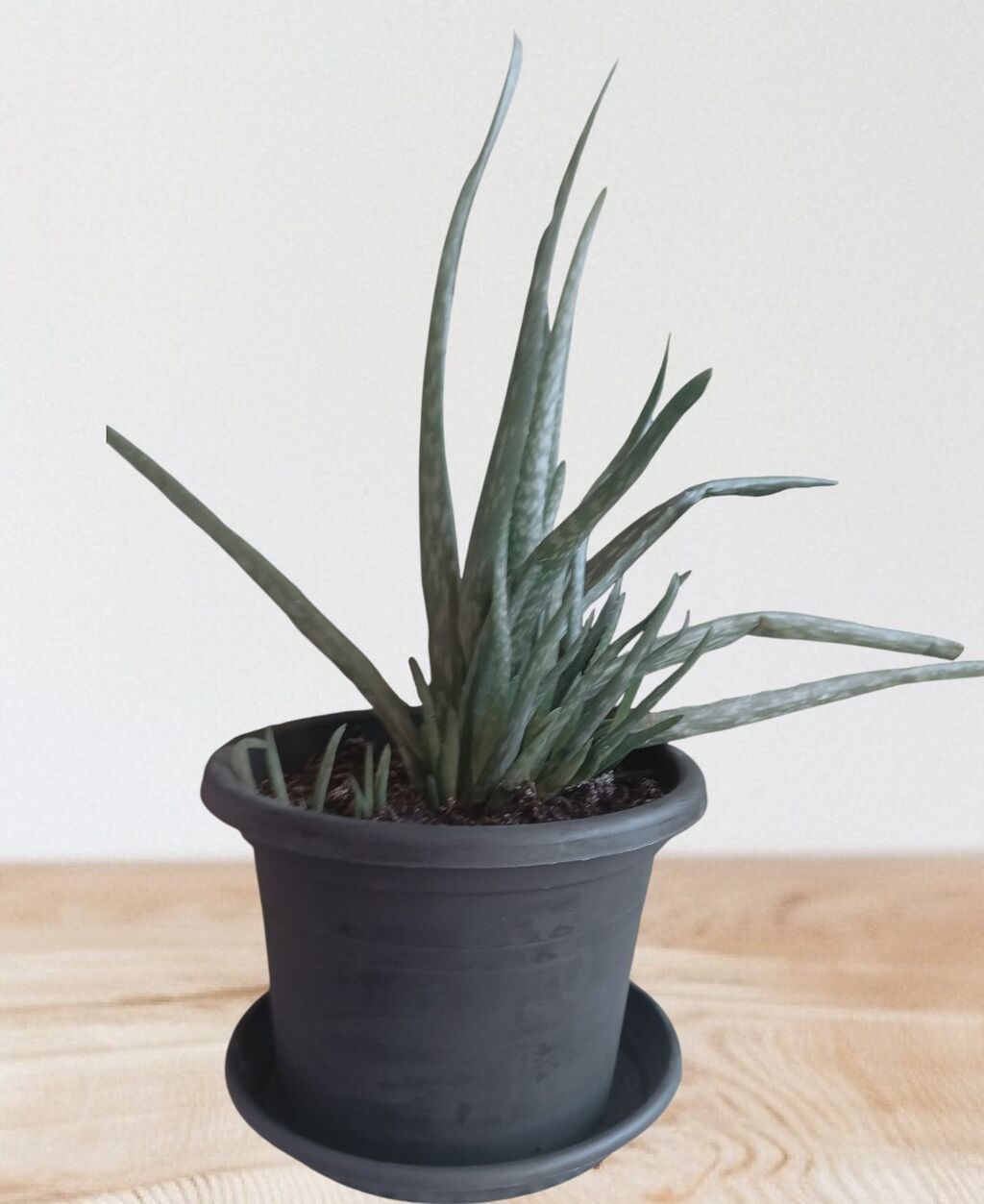 Aloja: Aloja vera (Aloe vera) u plastičnoj saksiji sa podloškom. - Prečnik