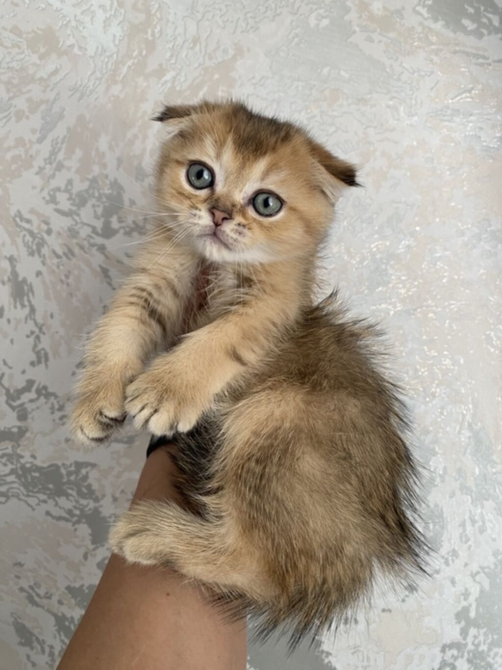 Предлагается к продаже Шотландский вислоухий котёнок (Scottish Fold) — фото 1
